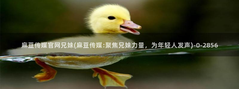 麻豆新片描述